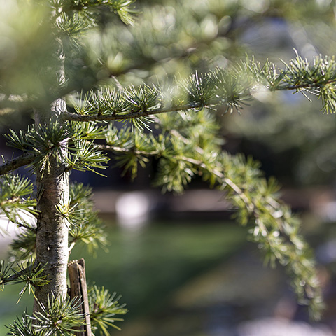 Gartengestaltung Einblicke Gartenbau