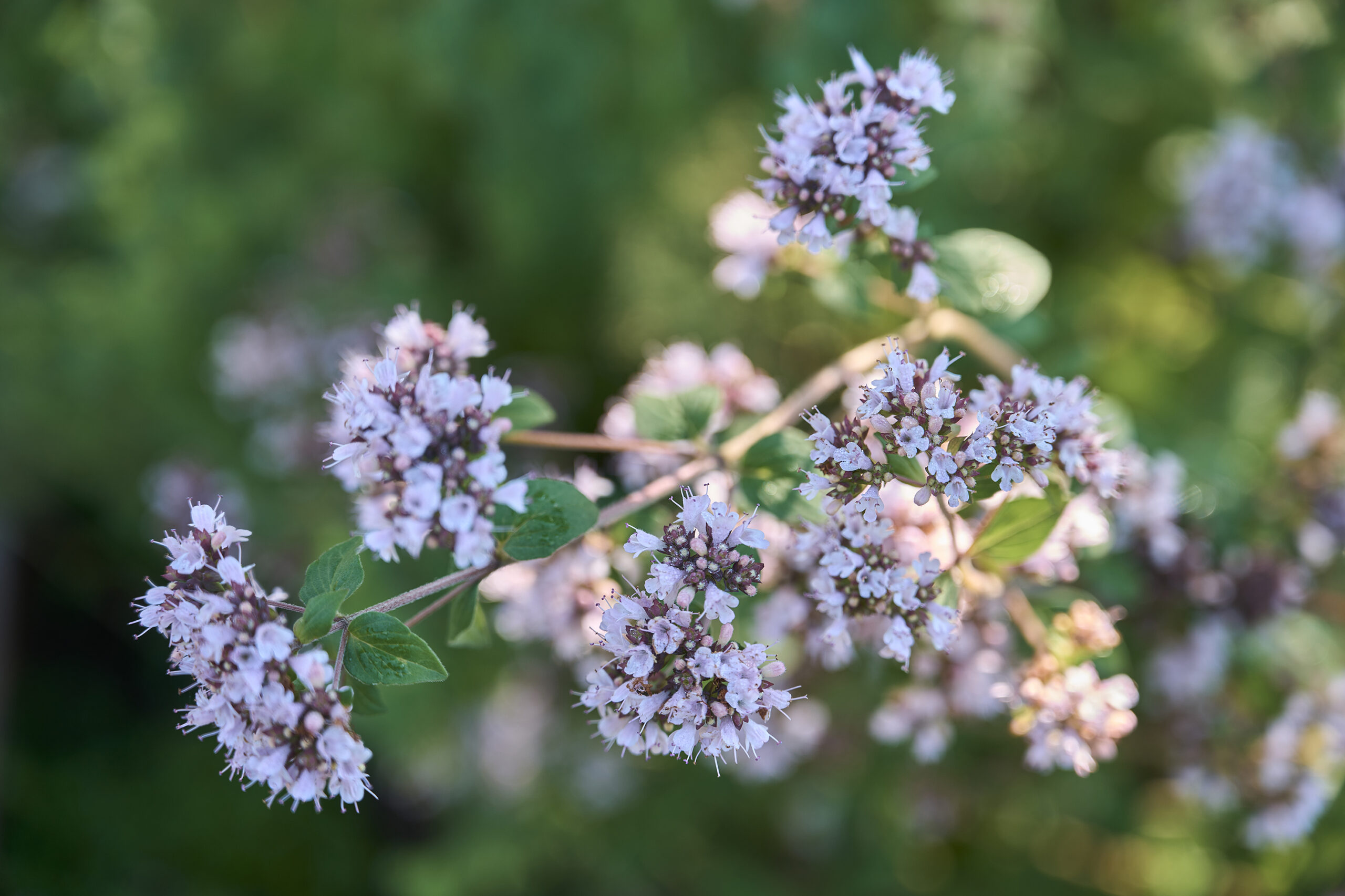 Blühende Traumgärten von BK Gartenpark