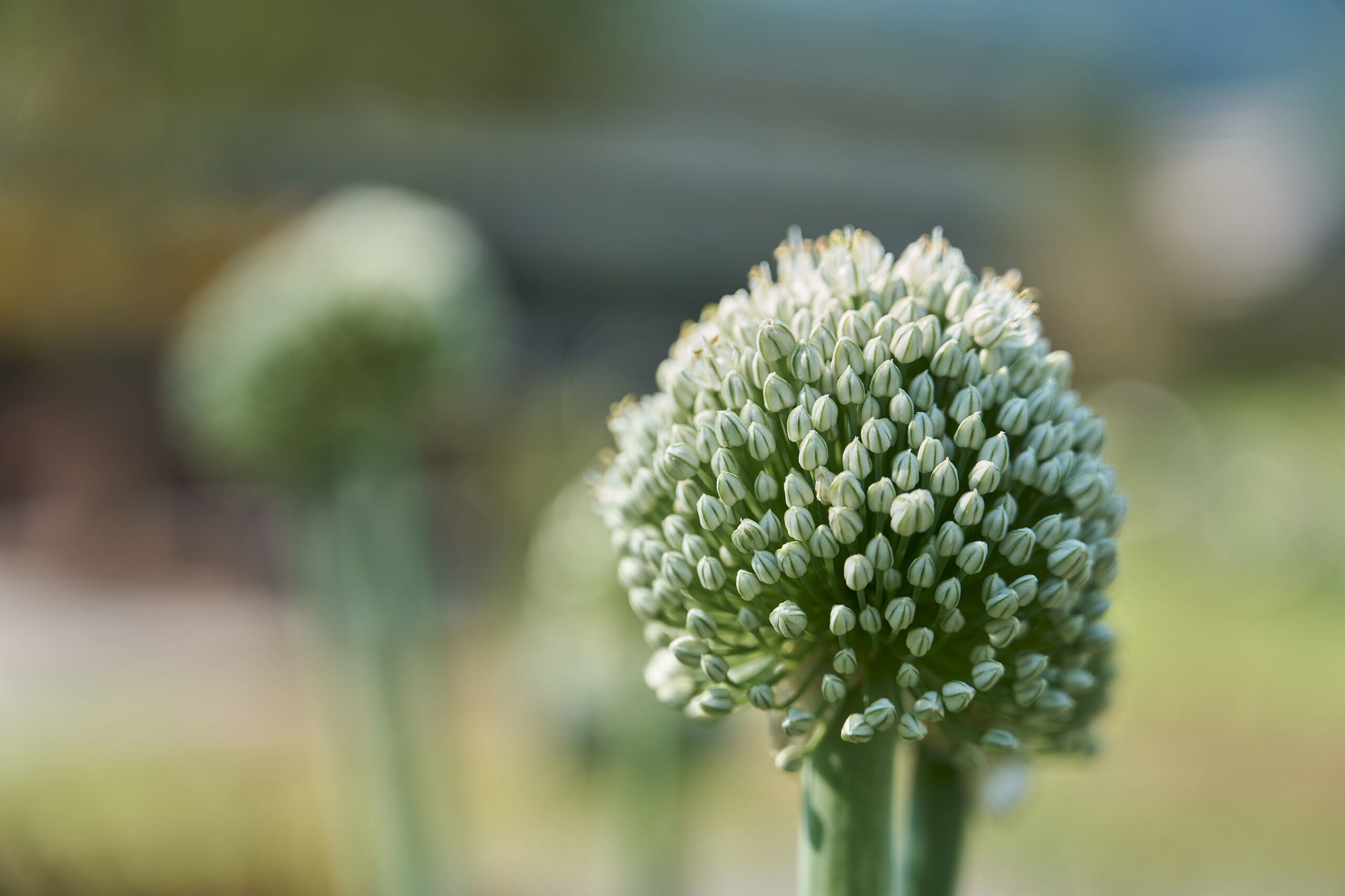 Blühende Gartengestaltung