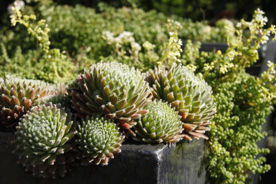 Schönheit der Natur im Garten