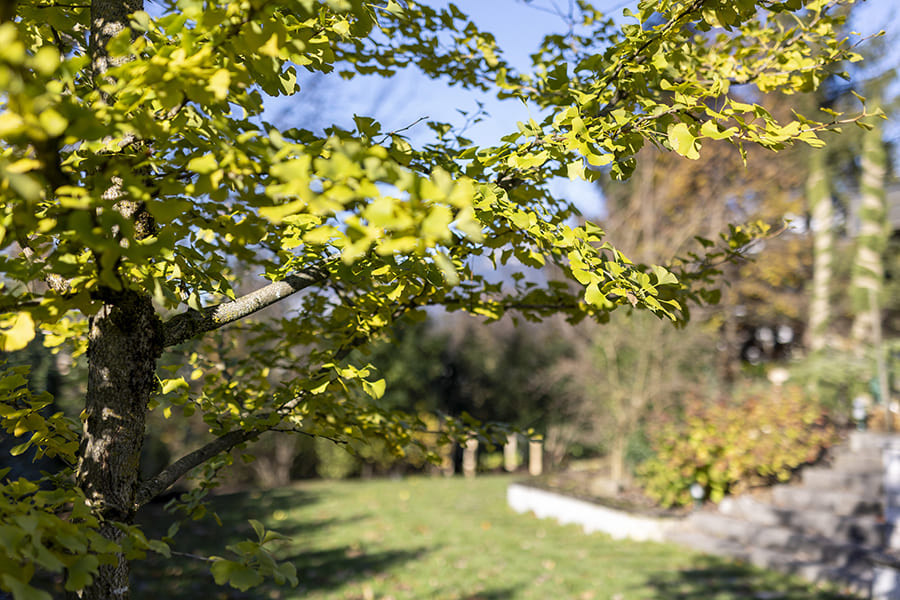 Bäume und perfekt gestalteter Garten