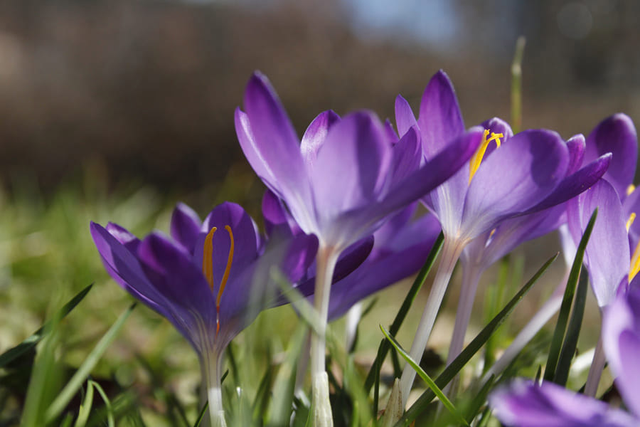 Blühende Pflanzen im Traumgarten von Gartenpark-Gartengestaltung BK GmbH