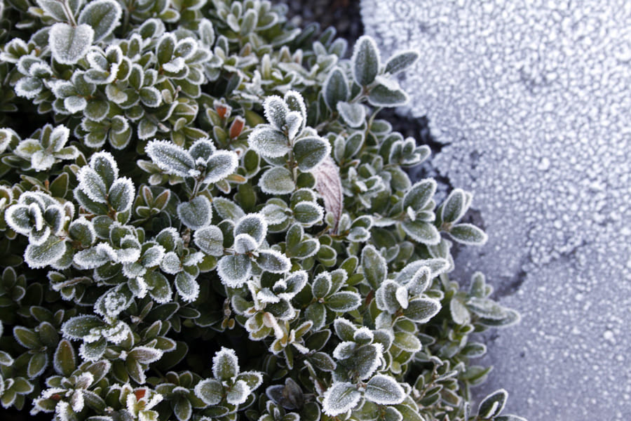 Pflanzen Gartengestaltung