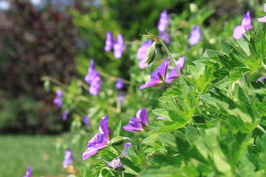 Blühender Traumgarten mit geplanter Gartengestaltung