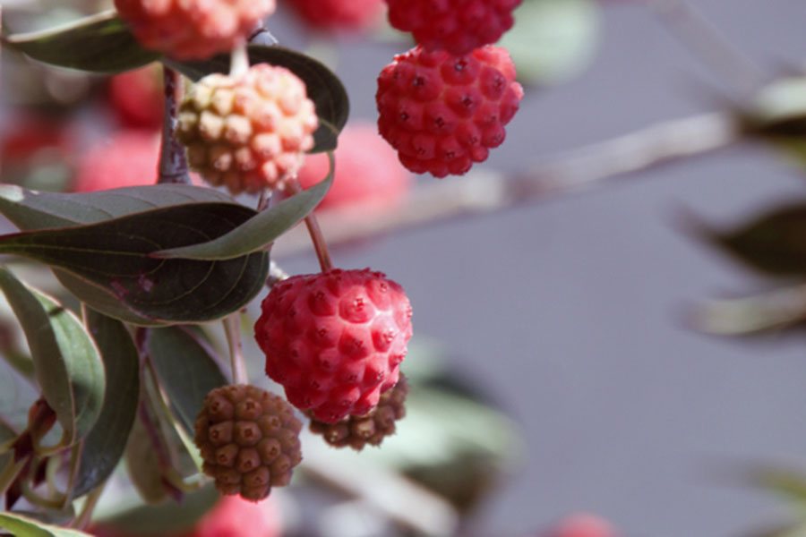 Gartengestaltung Gartenbau Rote Beeren Rankweil