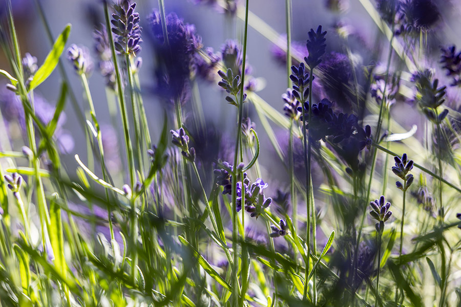 Lavendel im Traumgarten Gartengestaltung