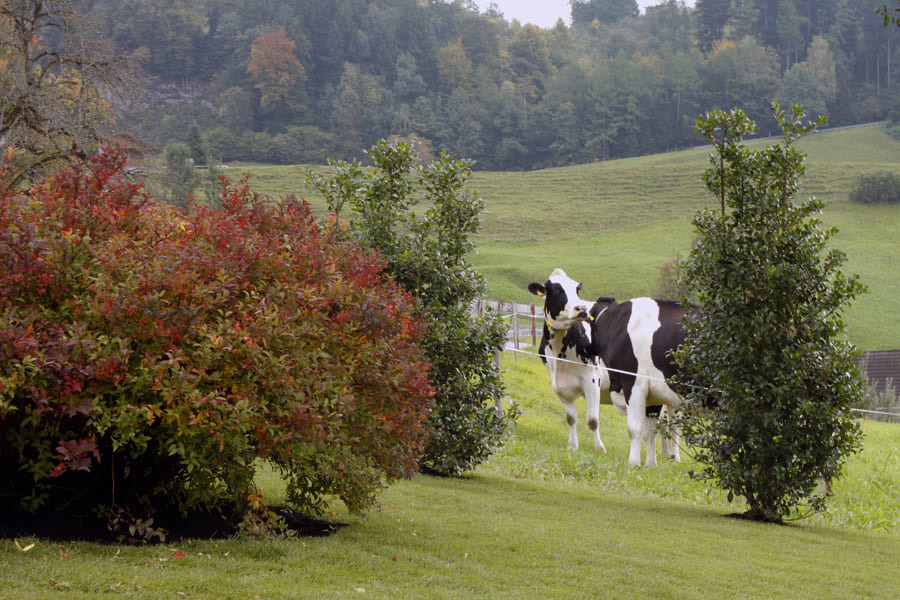 Harmonische Gartengestaltung Bäume Natur